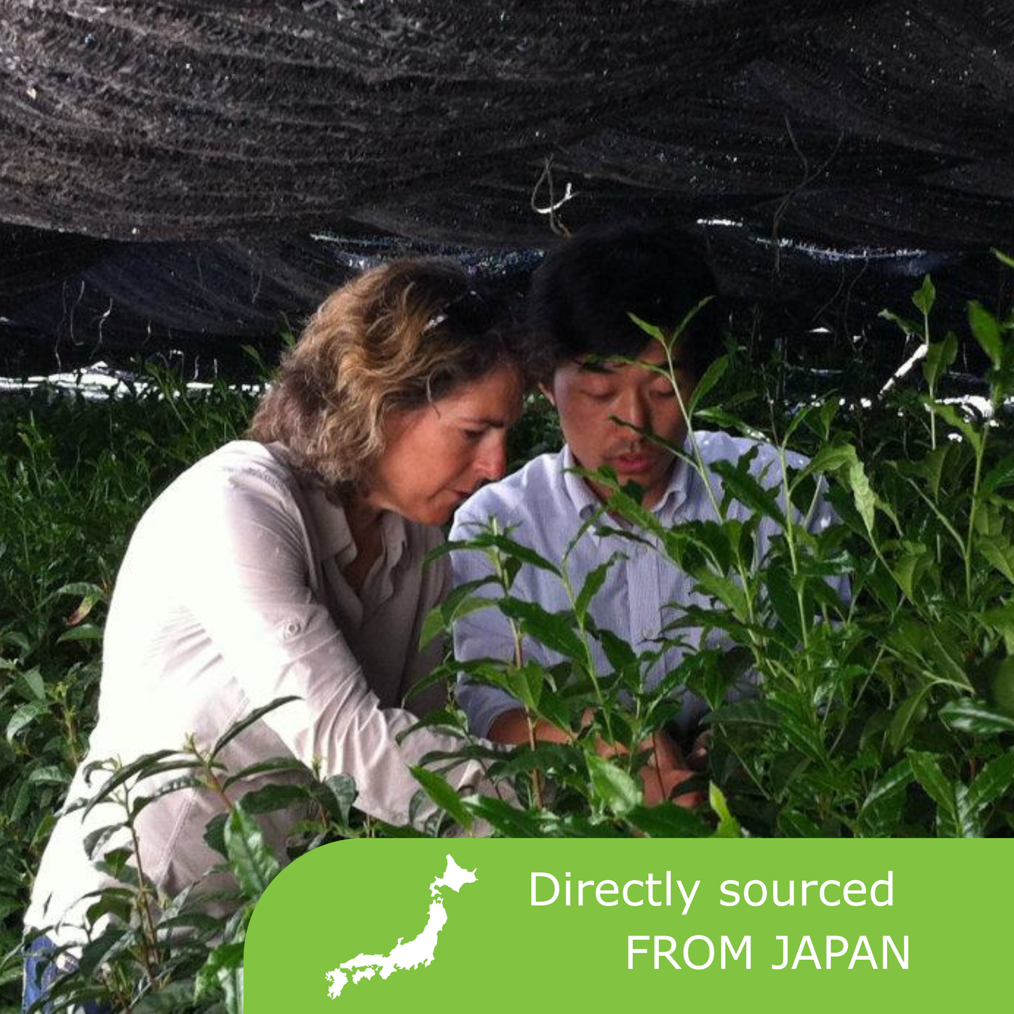 Barista's Matcha Latte Triple Bundle